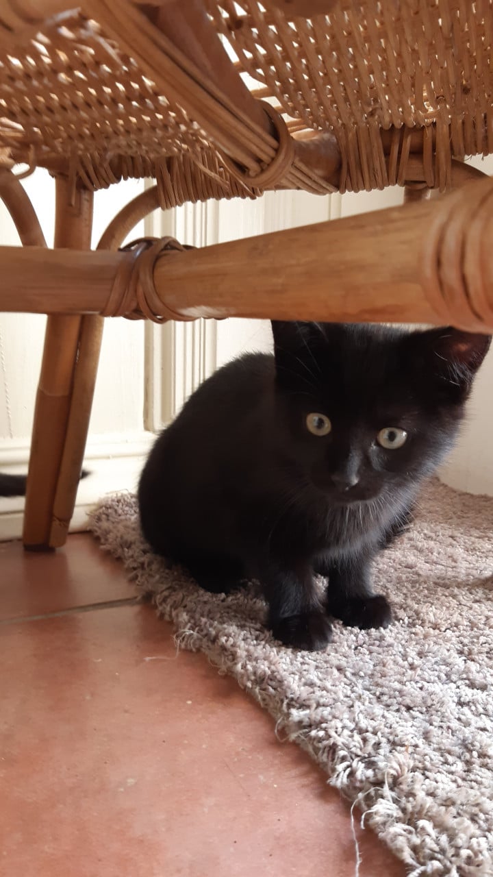 Kittens