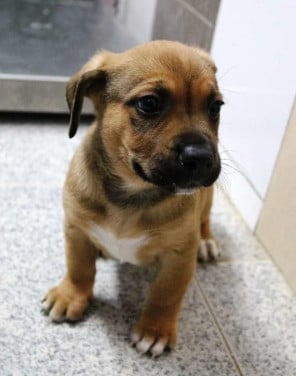 Uw hond onder dak.