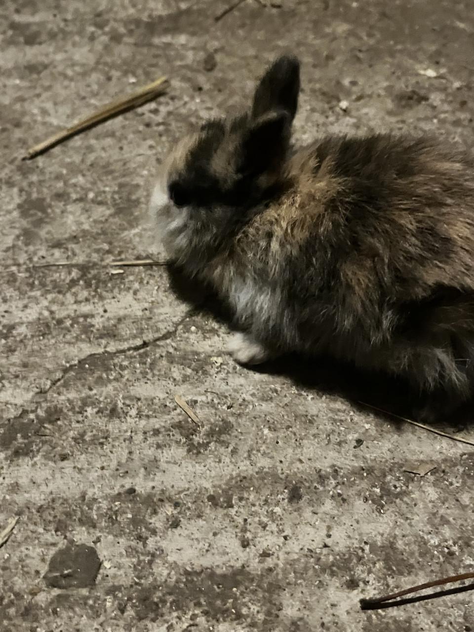 6 schattig baby konijntjes