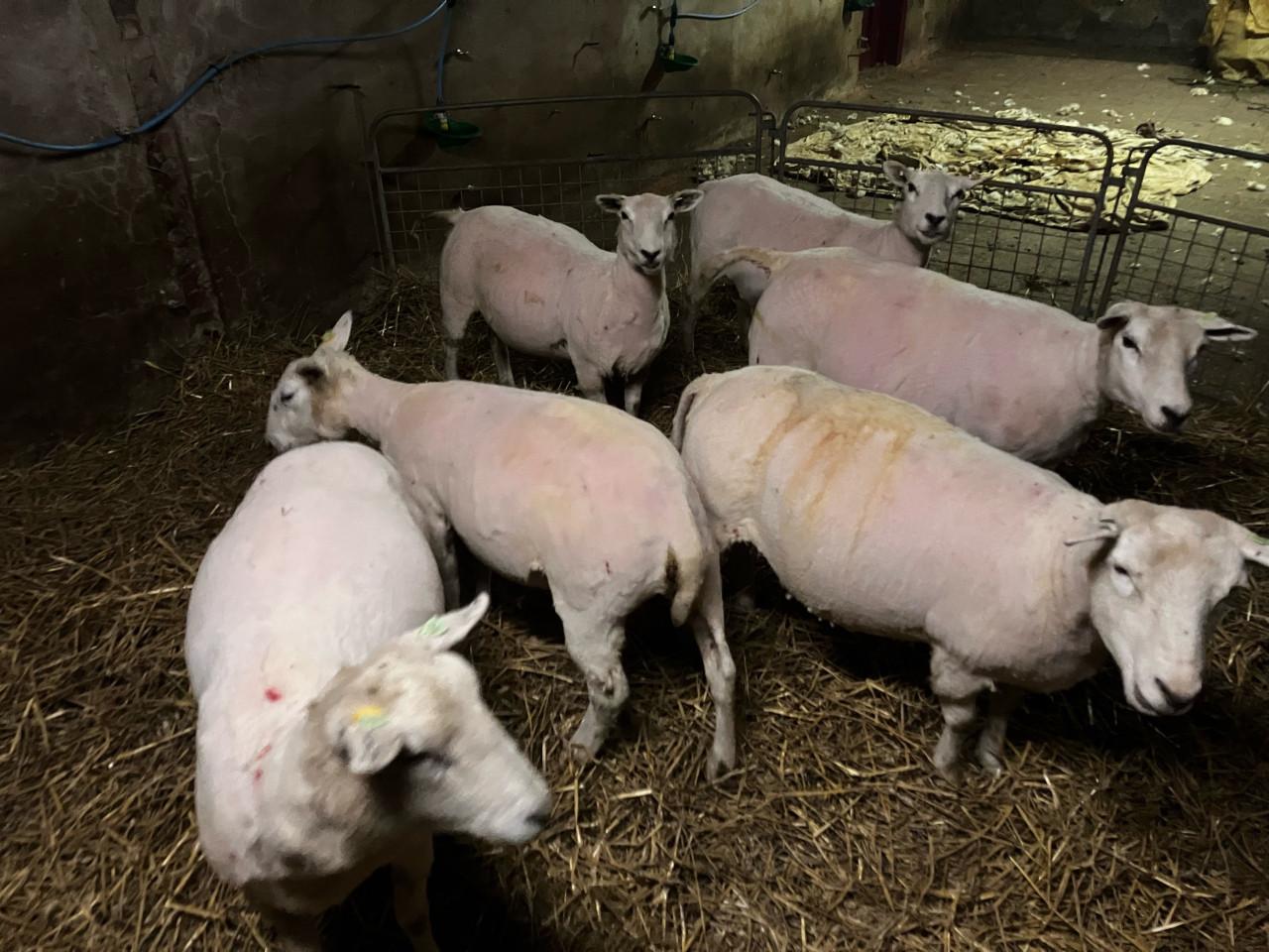 Schapen wol te koop verse scheer