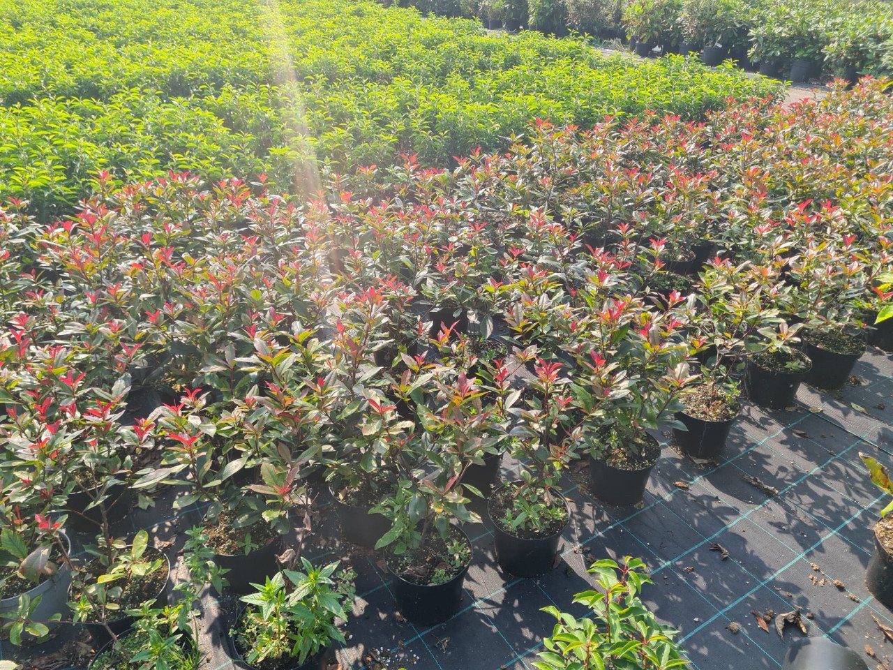Photinia Carré Rouge glansmispel potgekweekt