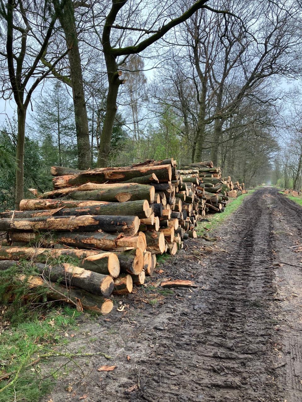 OPENHAARDHOUT/BRANDHOUT BOOMSTAMMEN AF TE HALEN!