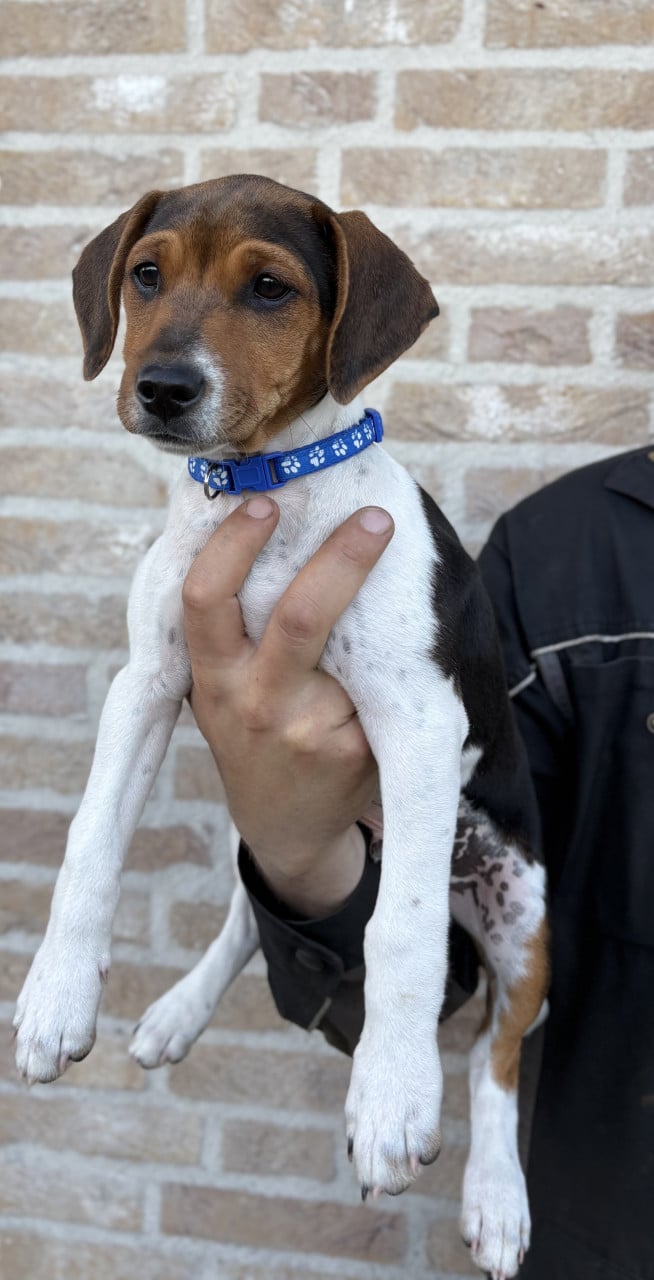 Prachtige Boerenfox pup