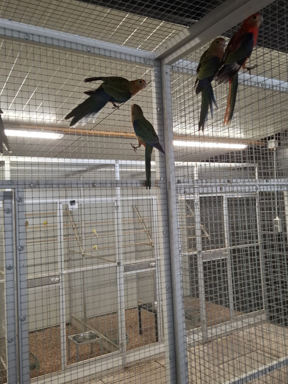 Jonge stanley rosella's