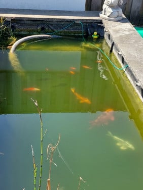 Koi's en of goudvissen