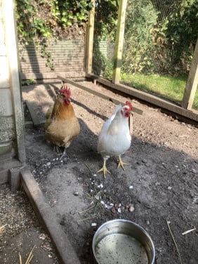 GRATIS kippen en kippenhok