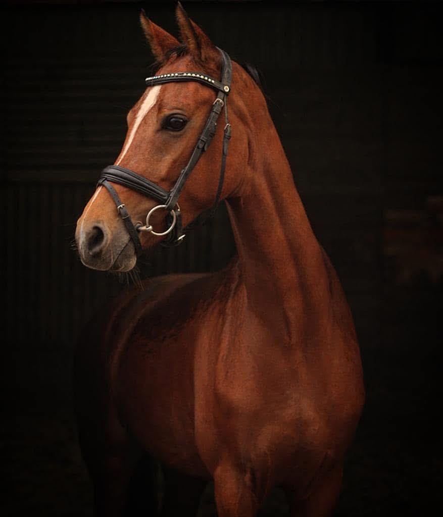 Leuke en lieve pony's te koop
