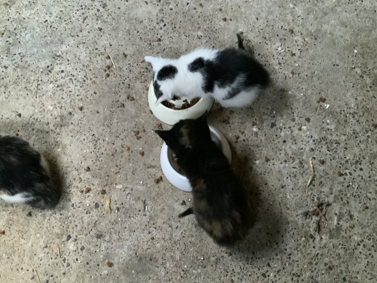 Kittens