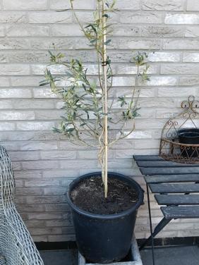 Olijfboompje in pot