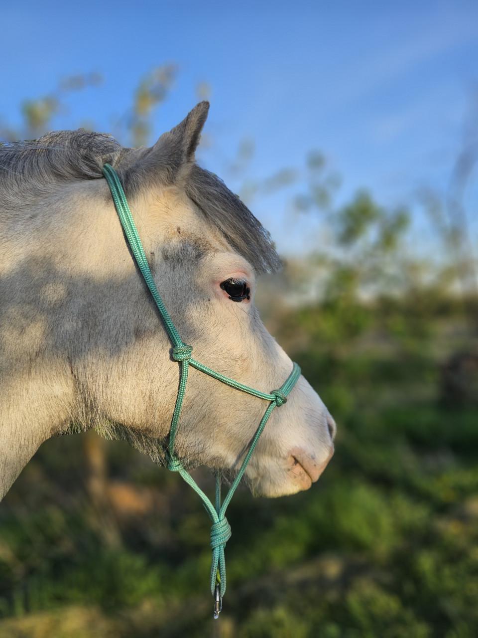 Knappe welsh merrie met stamboekpapieren