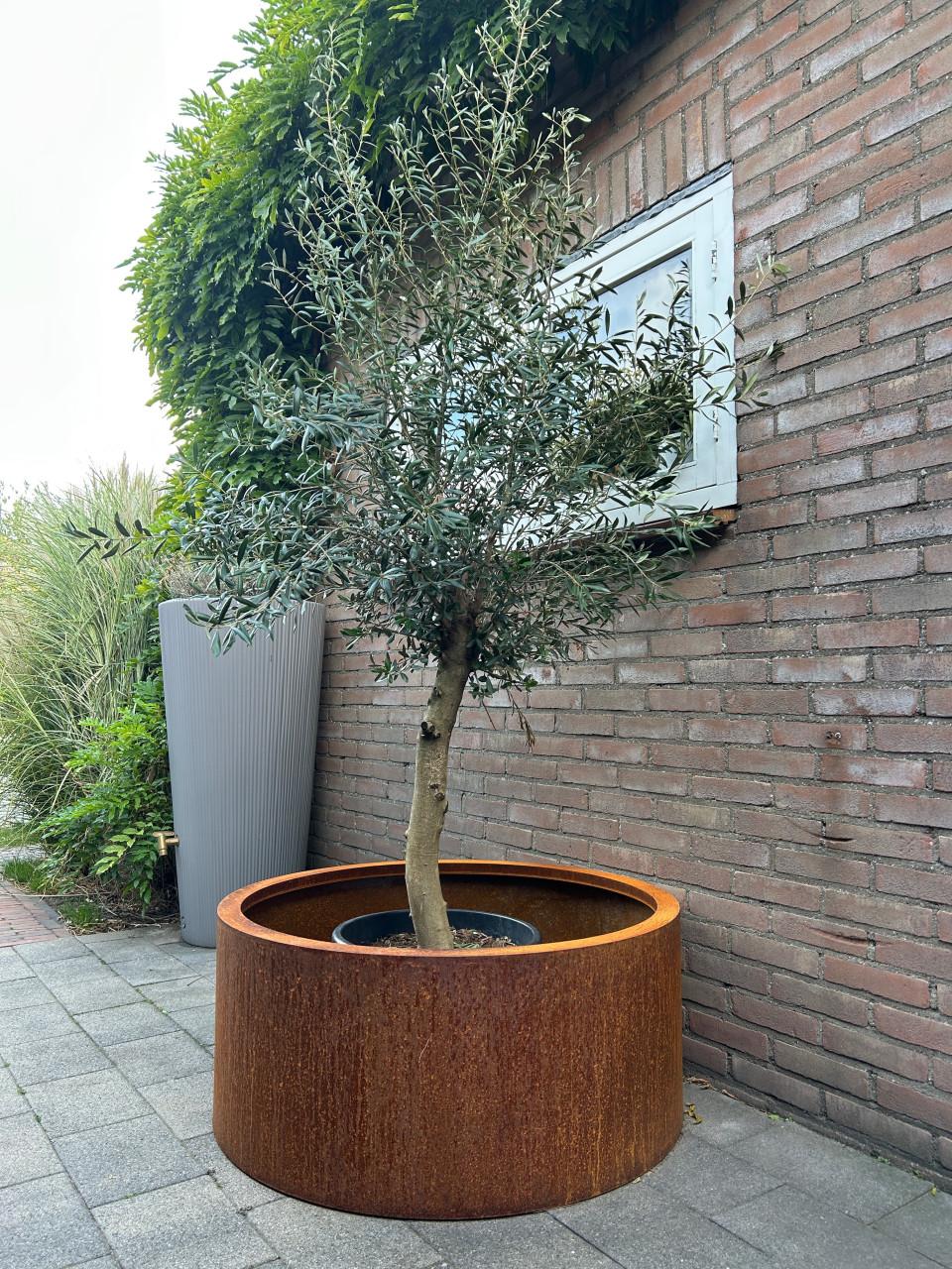 Olijfboom met ronde cortenstalen plantenbak