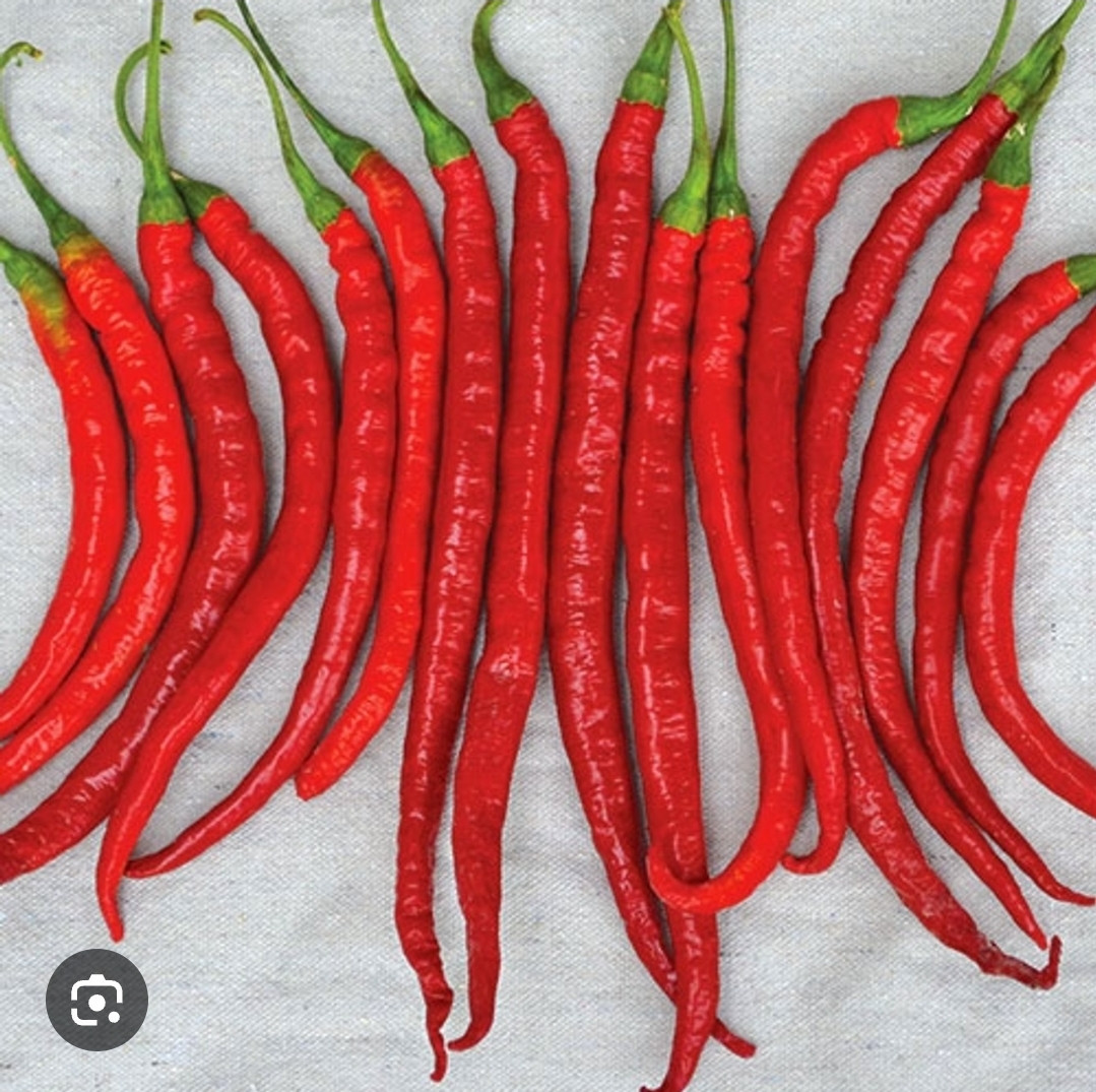 Peper planten