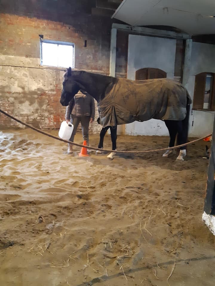 Familieopstellingen met paarden