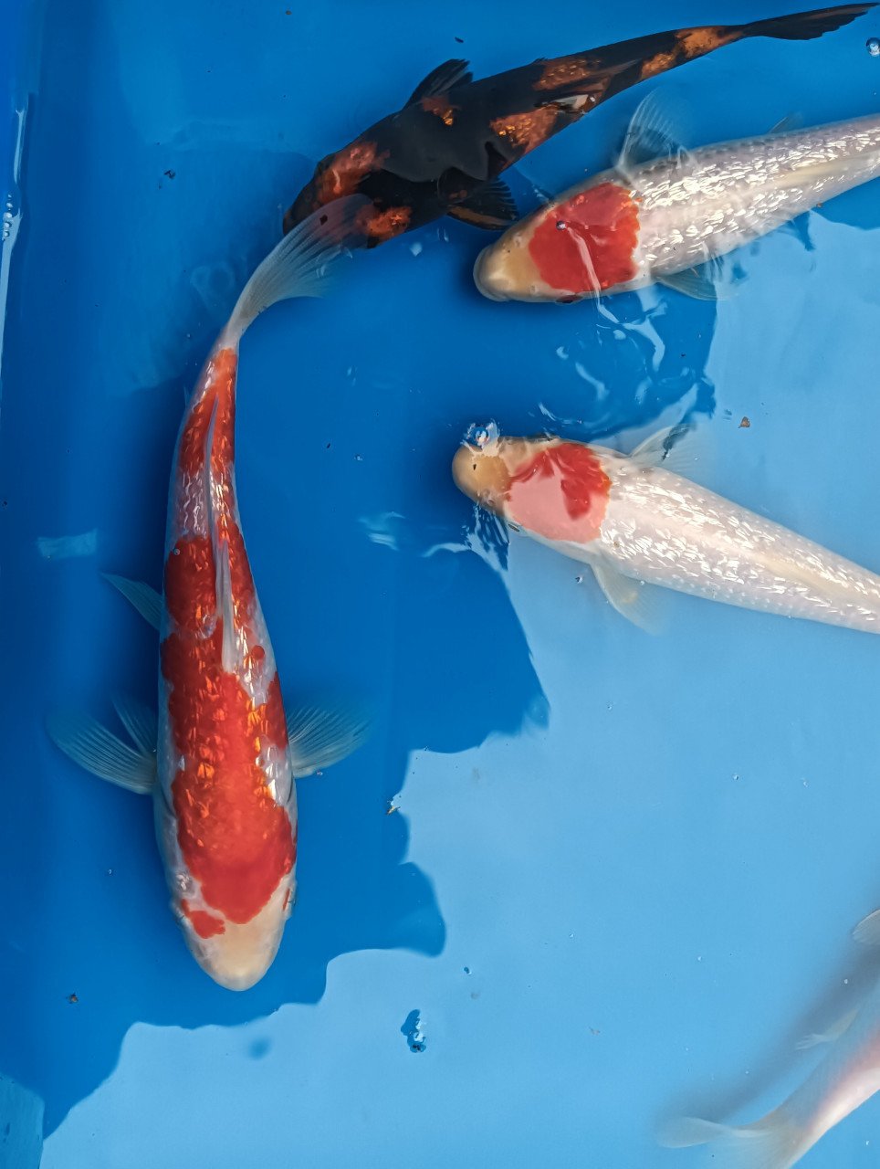 Japanse koi! Tosai kohaku/ hi utsuri