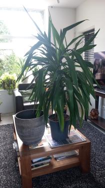 Mooie Yucca, ~130 cm hoog