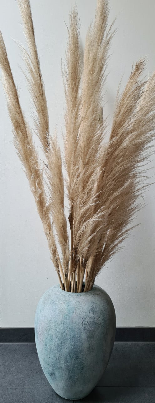 Pampas pluimen €1,50 per stuk