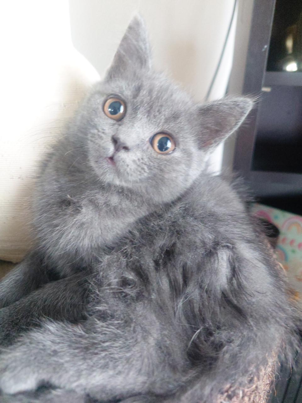 Brits korthaar X kitten Blue solid