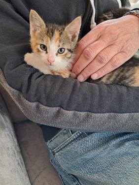 VIER LIEVE SPEELSE EN GEZONDE KITTENS BESCHIKBAAR!