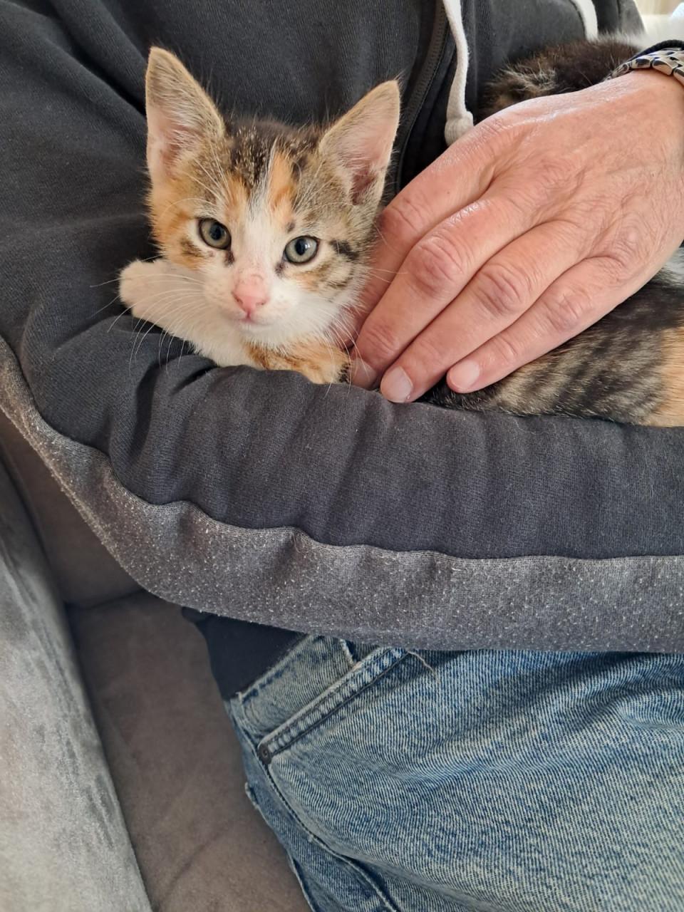 VIER LIEVE SPEELSE EN GEZONDE KITTENS BESCHIKBAAR!