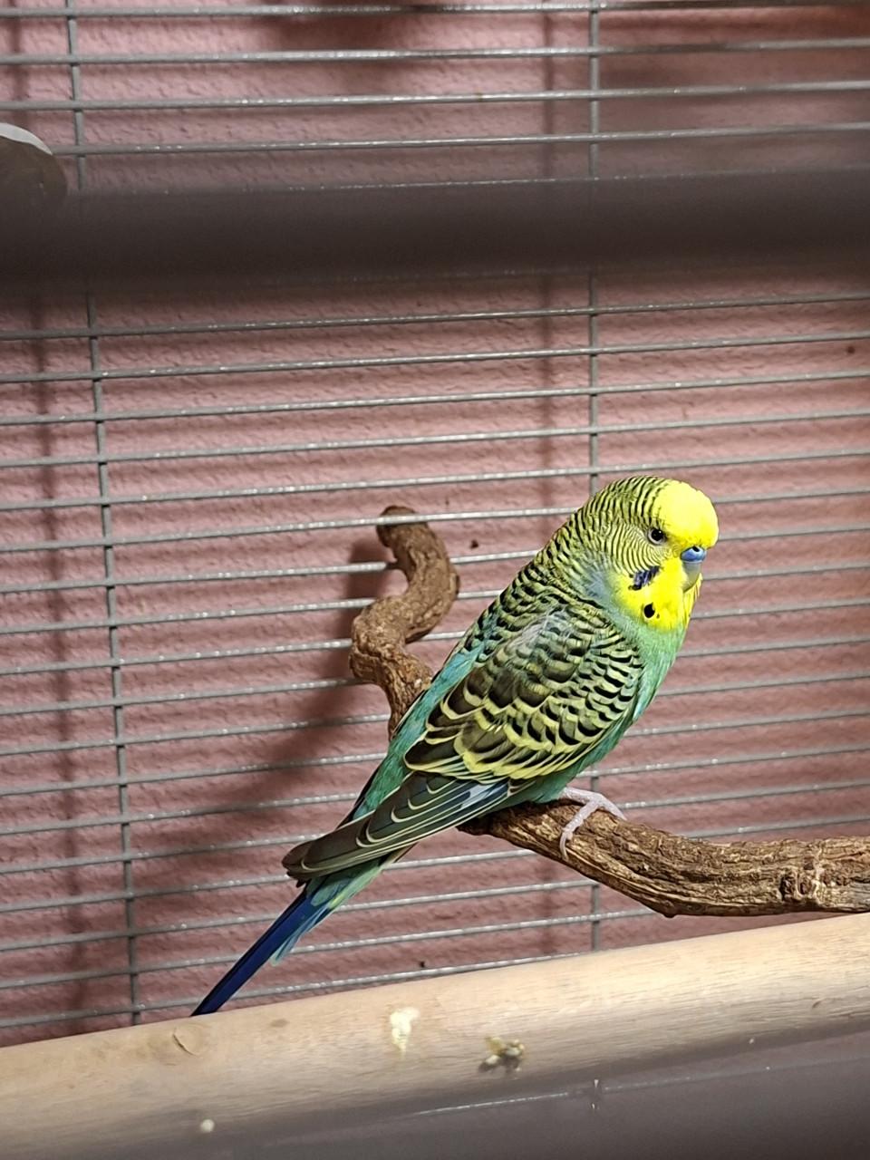 Lieve handtamme grasparkieten