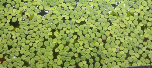 Salvinia minima drijfplant.