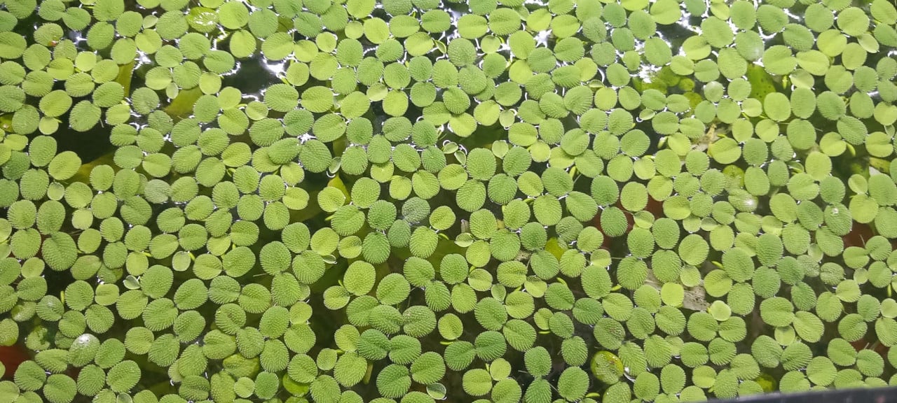 Salvinia minima drijfplant.