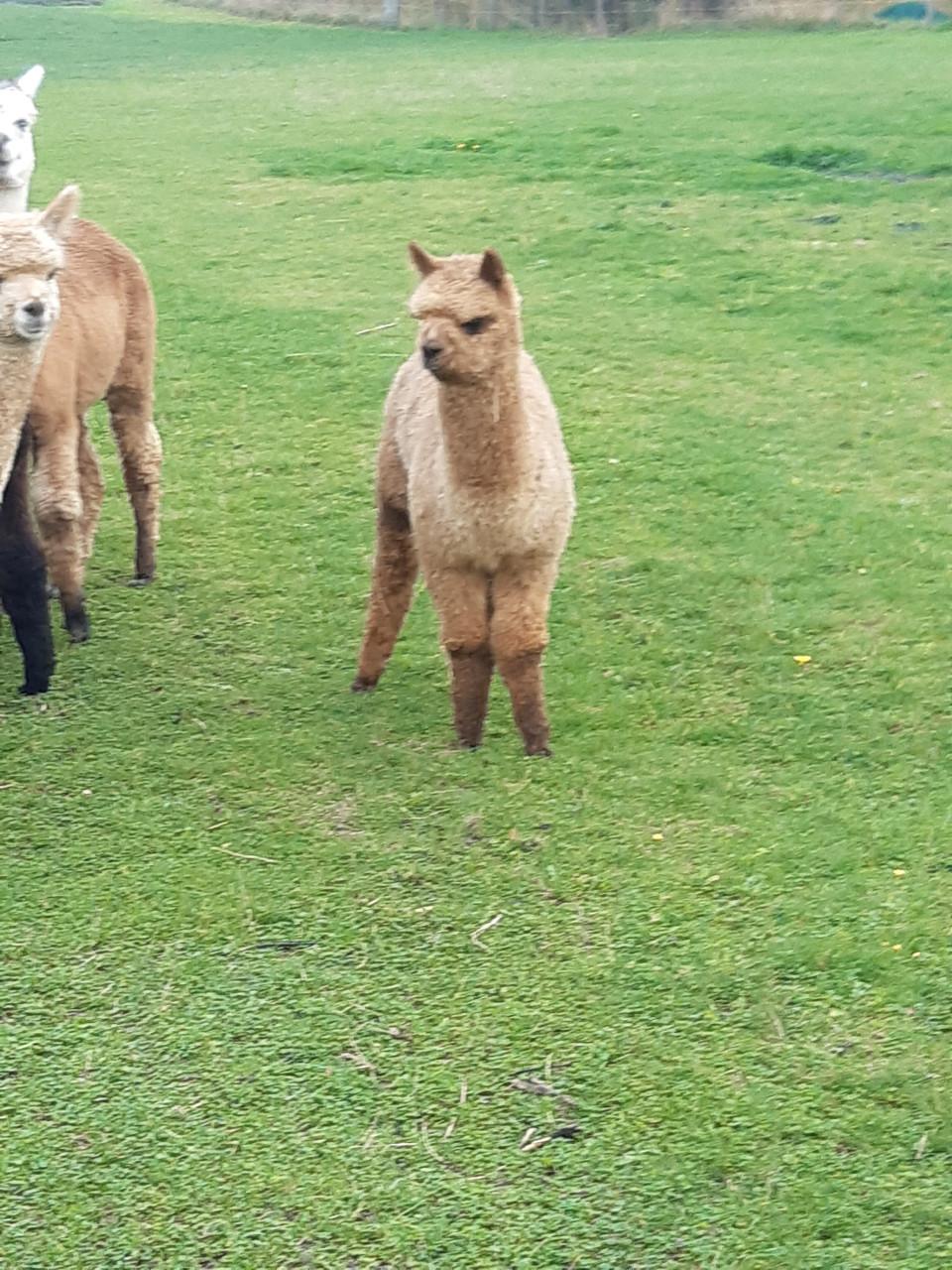Alpacahengstjes