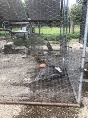 Jonge Indische loopeendjes, natuurbroed