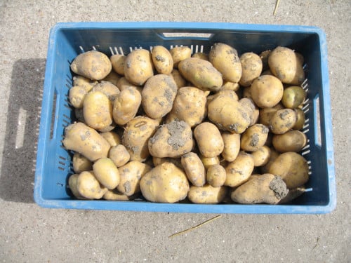 Frieslanders