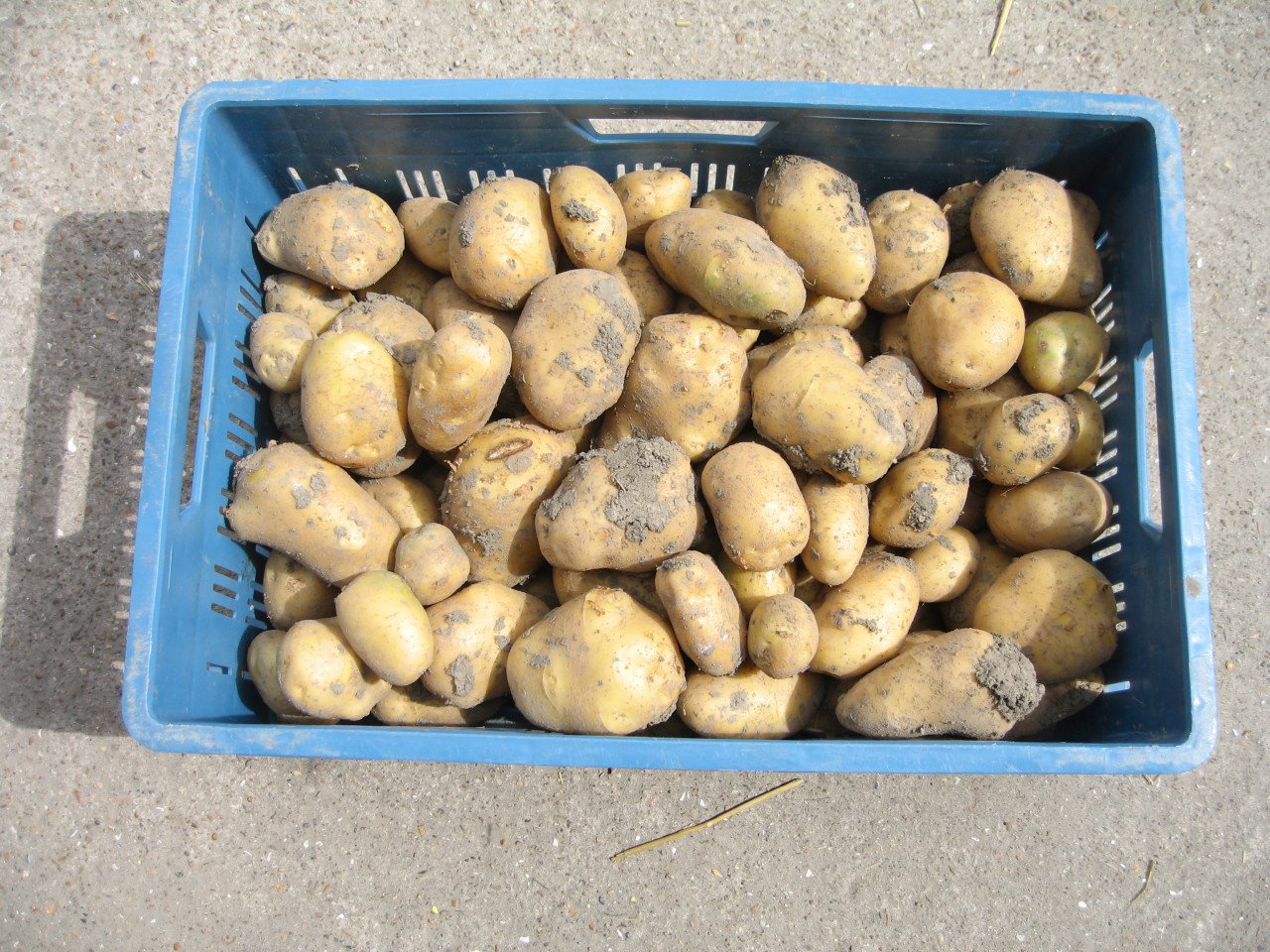 Frieslanders
