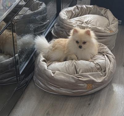 Pomeranian