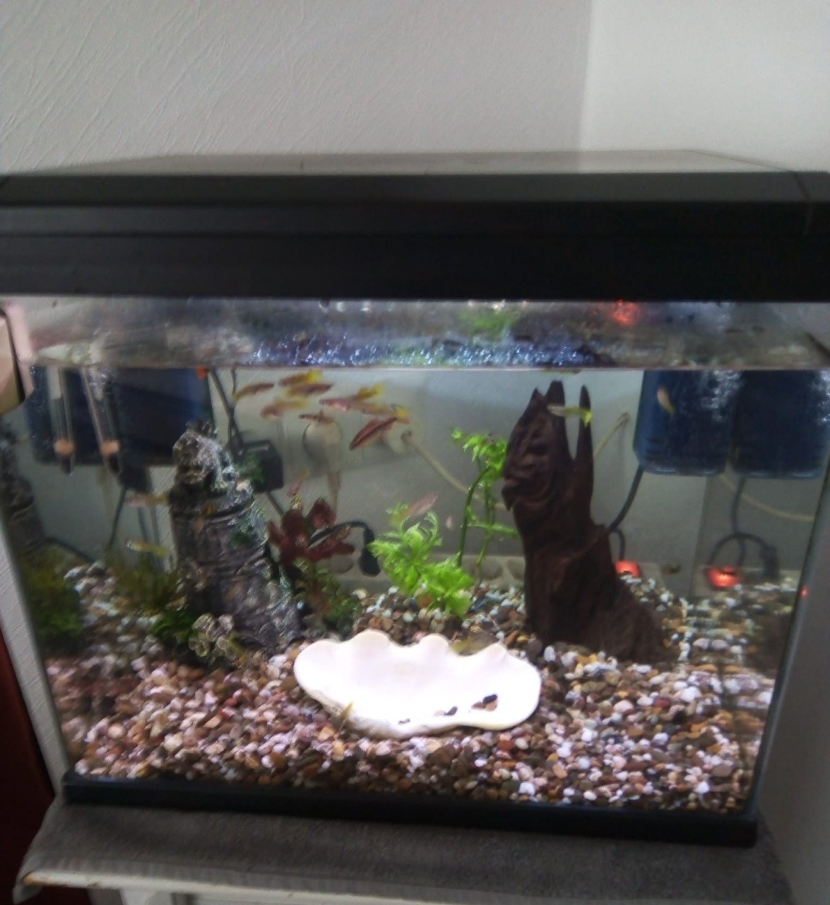 Te koop aquarium met guppy s