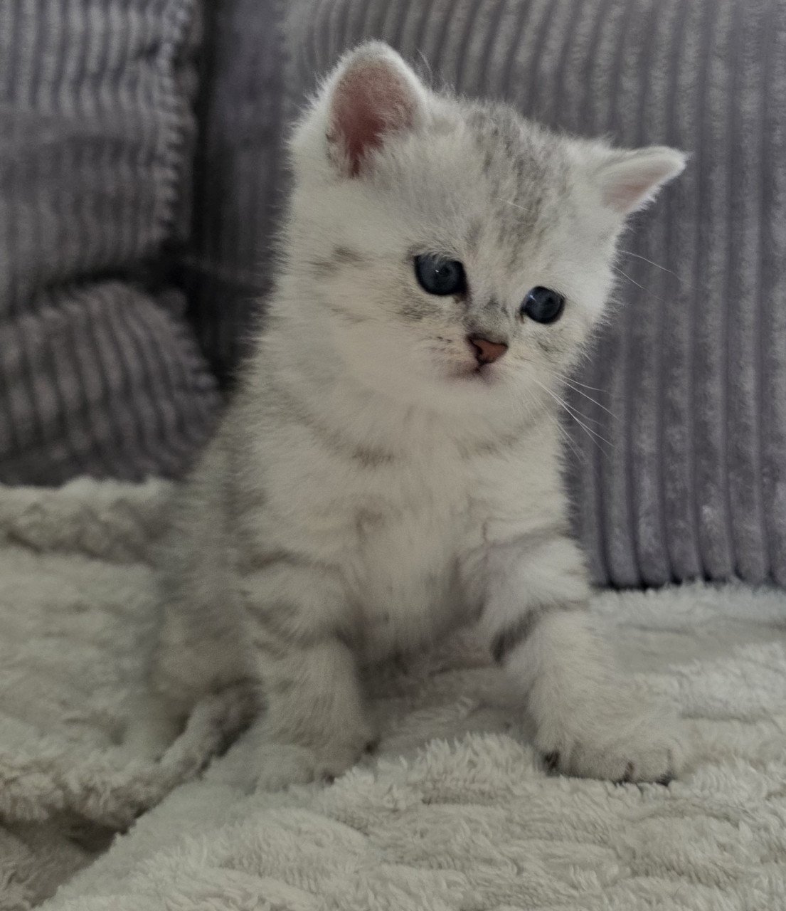 Brits korthaar silver tabby kittens (Whiskas)