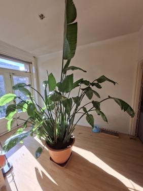 Strelitzia - Paradijsvogel plant