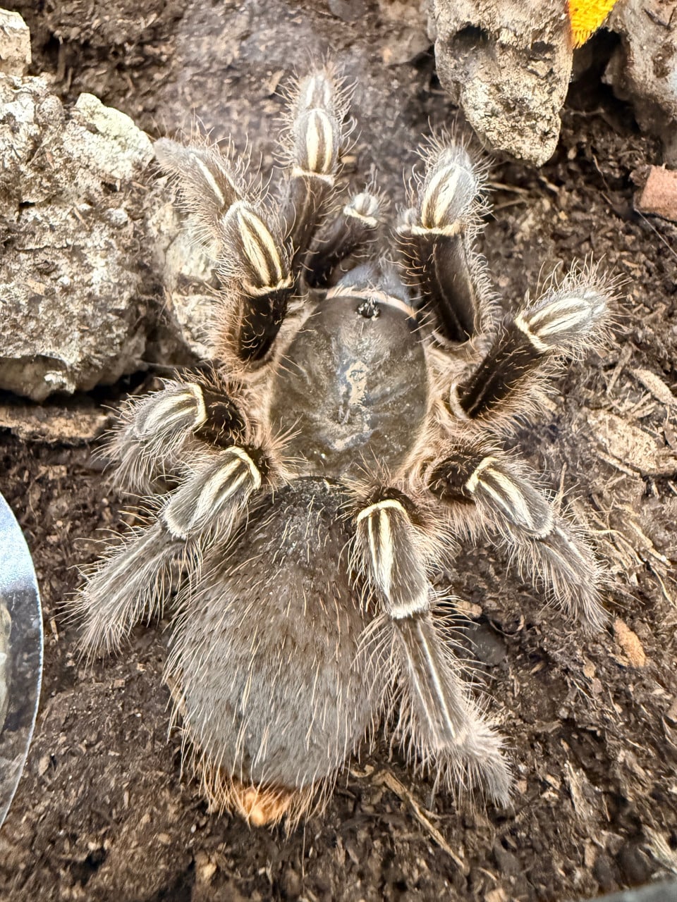 Costa rican zebra vogelspin