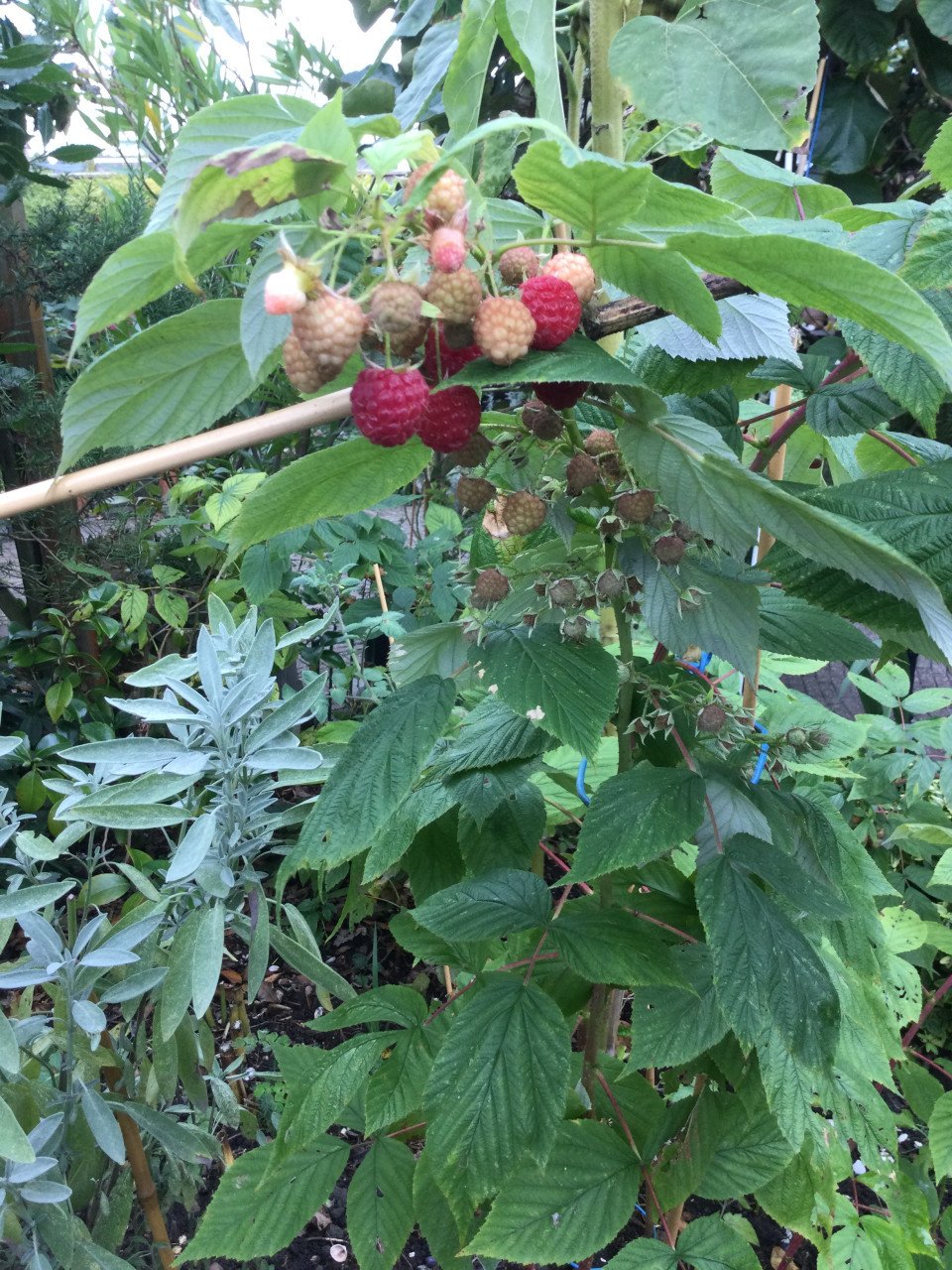 Herfst frambozen planten