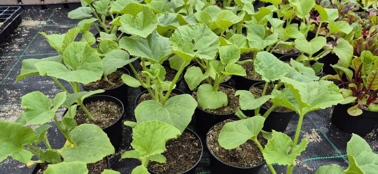 Plantgoed groente, bloemen en fruit.