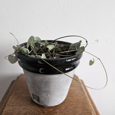 Lantaarnplantje in leuk potje