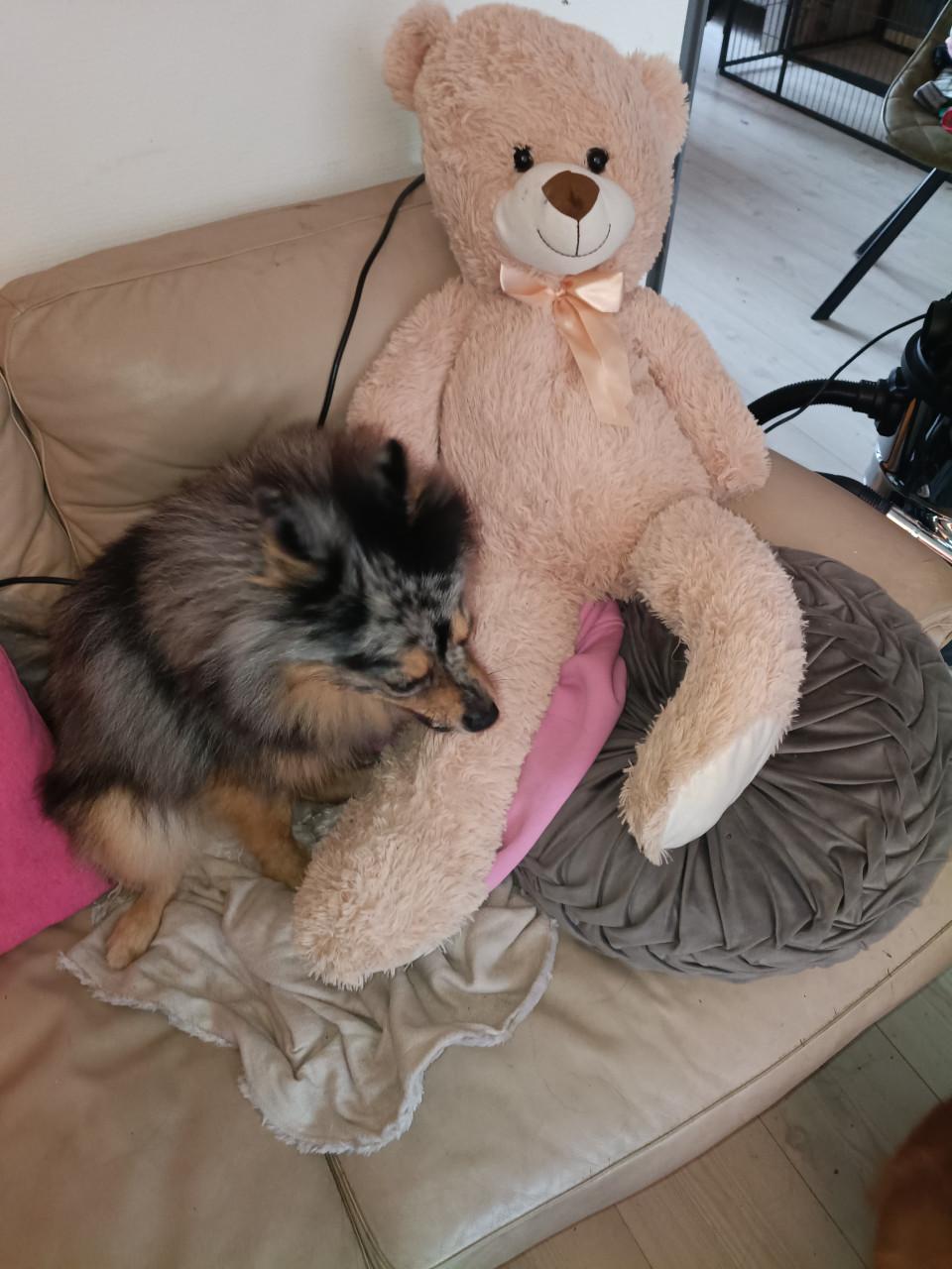 Keeshond gecastreerd