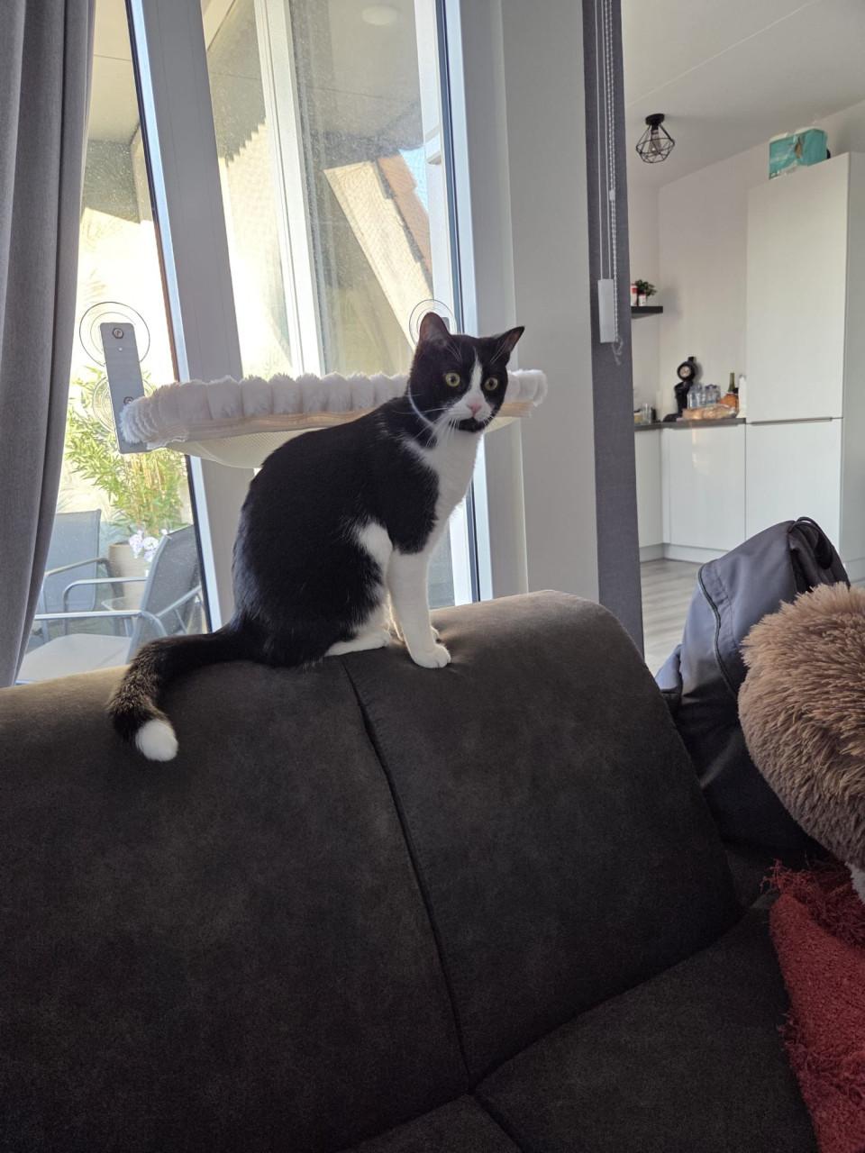 Poezen zoeken lief baasje♥️