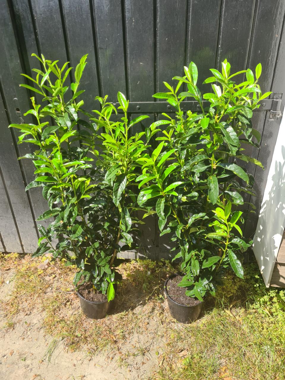 Prunus Genolia - smal opgaande laurierhaagplanten OPRUIMING