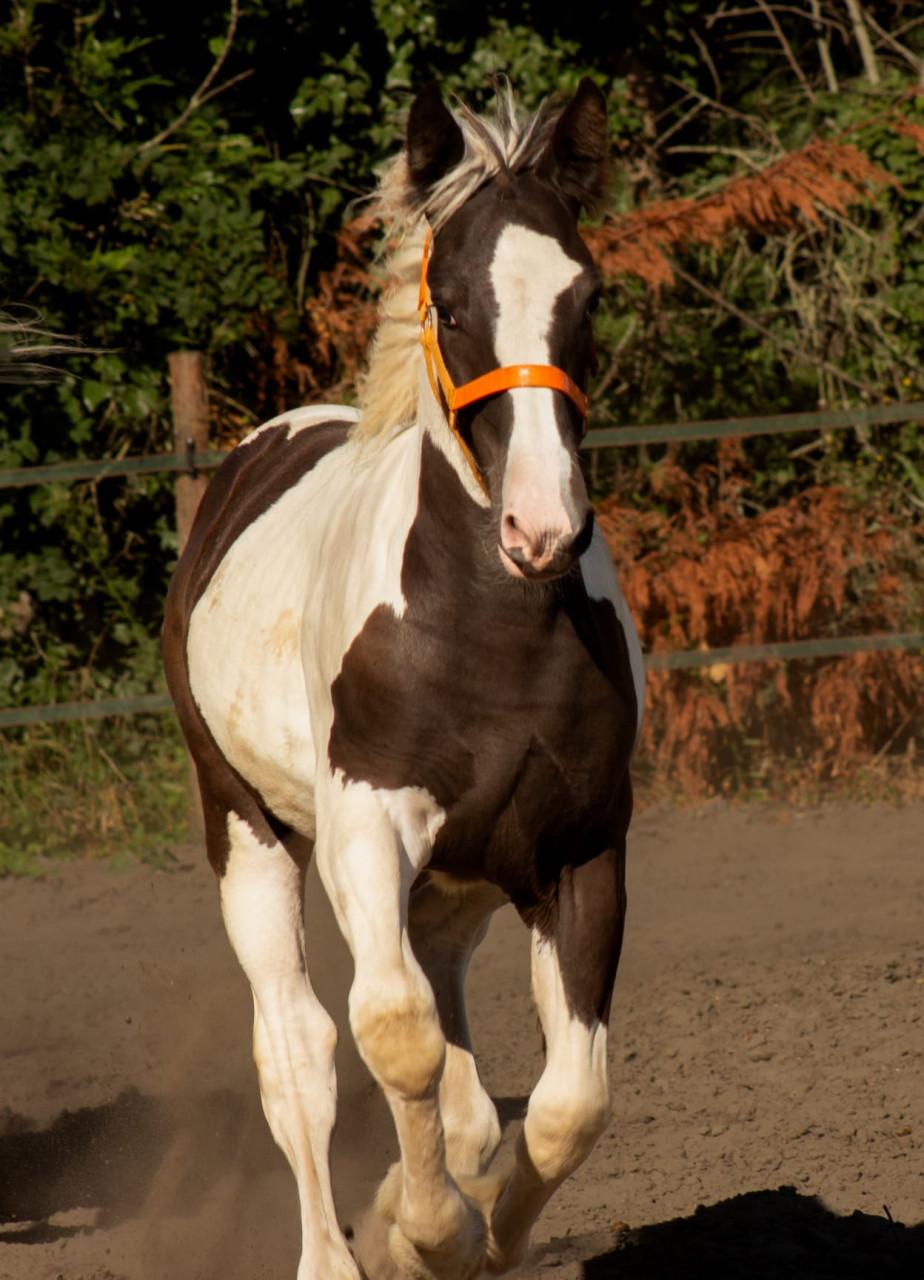 Groot mooi lief merrie veulen