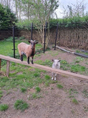 2 lieve dames geitjes