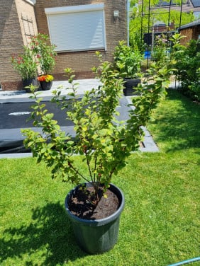 Prunus