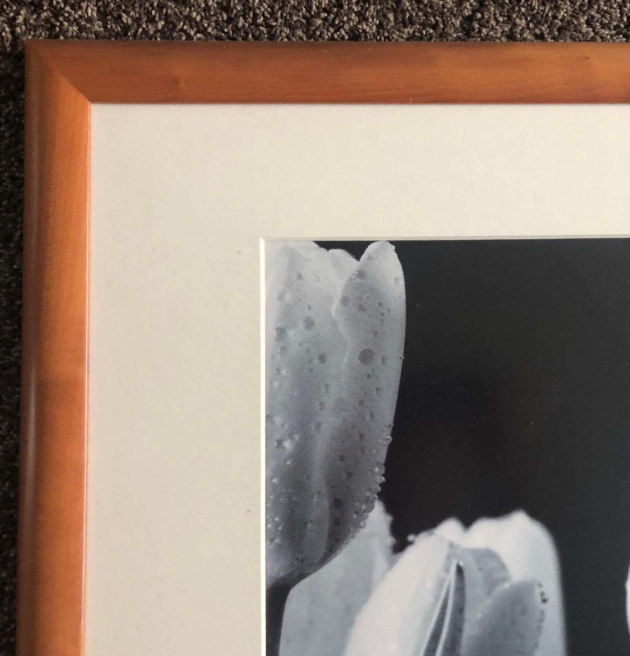 Tulpen in prachtig massief kersenhouten frame