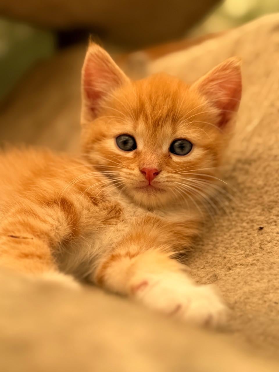 Prachtige kittens