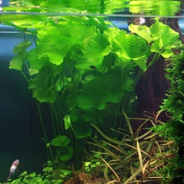 Nymphoides Hydrophylla 'Taiwan'