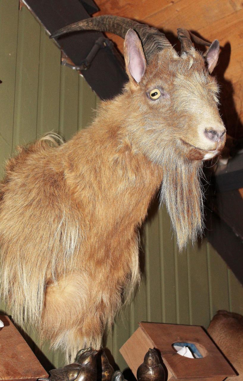 Gijs "de Hollandse geit"