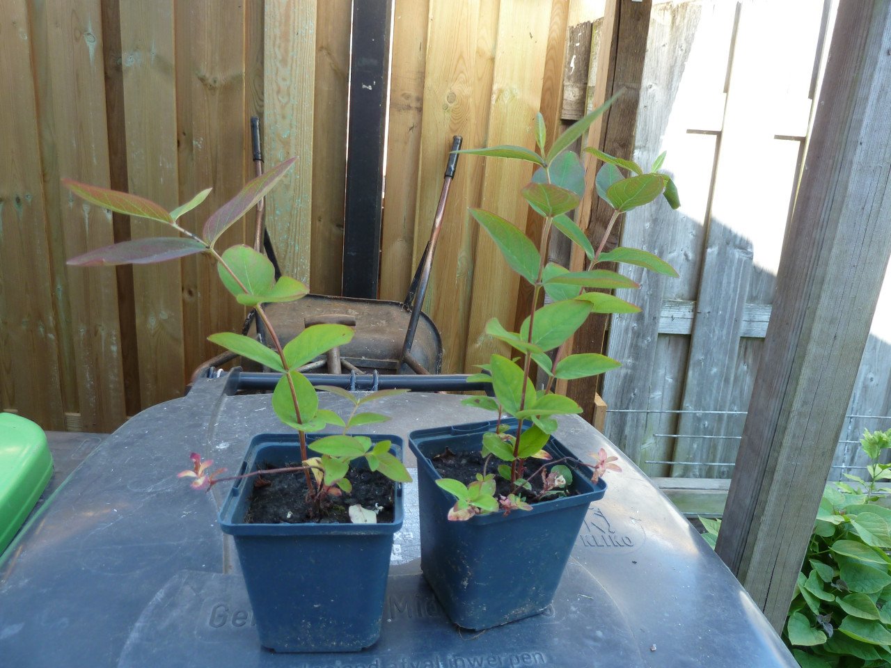 OPRUIMING VASTE PLANTEN