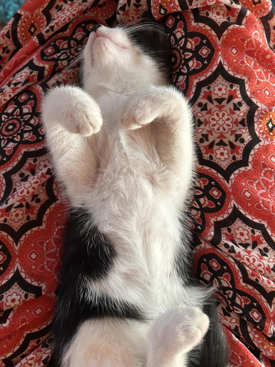 Prachtige en lieve kitten 🐈‍⬛